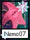 Nemo 7