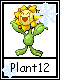 Plant 12